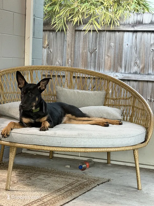 Lilli – German Shepherd Dog, Doberman Pinscher puppy for sale in Tampa, FL