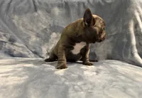 Gemma, a female French Bulldog for sale in Wesley Chapel, FL – 6 of 6
