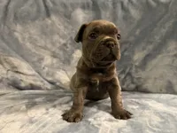 Onyx, a male French Bulldog for sale in Wesley Chapel, FL – 1 of 4