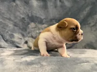 Blanket, a male French Bulldog for sale in Wesley Chapel, FL – 4 of 5