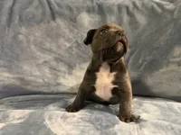Tuxe, a male French Bulldog for sale in Wesley Chapel, FL – 2 of 4