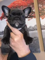 Brindle , a female French Bulldog for sale in Tampa, FL – 2 of 5