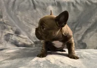 Gemma, a female French Bulldog for sale in Wesley Chapel, FL – 3 of 6