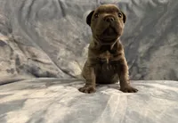 Onyx, a male French Bulldog for sale in Wesley Chapel, FL – 2 of 4