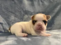 Patches, a male French Bulldog for sale in Wesley Chapel, FL – 2 of 10