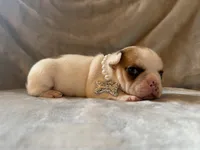 Patches, a male French Bulldog for sale in Tampa, FL – 3 of 5