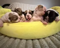 Rocky, a male French Bulldog for sale in Tampa, FL – 7 of 7
