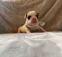 Patches, a male French Bulldog for sale in Tampa, FL – 2 of 5