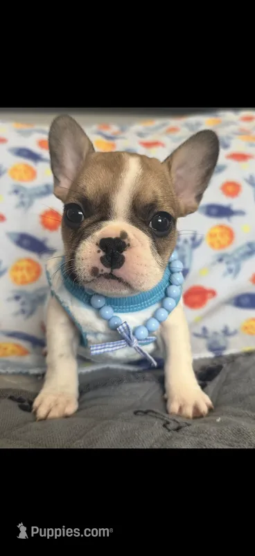 Rocky – French Bulldog puppy for sale in Tampa, FL
