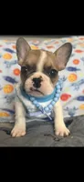 Rocky, a male French Bulldog for sale in Tampa, FL – 1 of 8