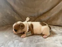 Patches, a male French Bulldog for sale in Tampa, FL – 4 of 5