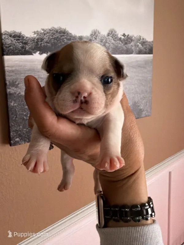 Sable  – French Bulldog puppy for sale in Tampa, FL