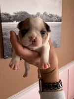 Sable , a female French Bulldog for sale in Tampa, FL – 1 of 4