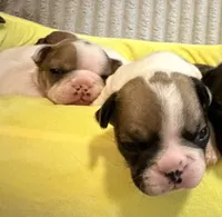 Rocky, a male French Bulldog for sale in Tampa, FL – 4 of 7