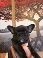 Brindle , a female French Bulldog for sale in Tampa, FL – 5 of 5