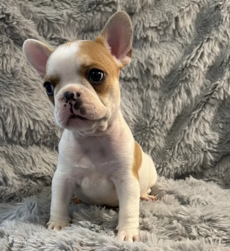Patches – French Bulldog puppy for sale in Wesley Chapel, FL