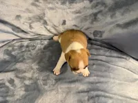 Blanket, a male French Bulldog for sale in Wesley Chapel, FL – 3 of 5