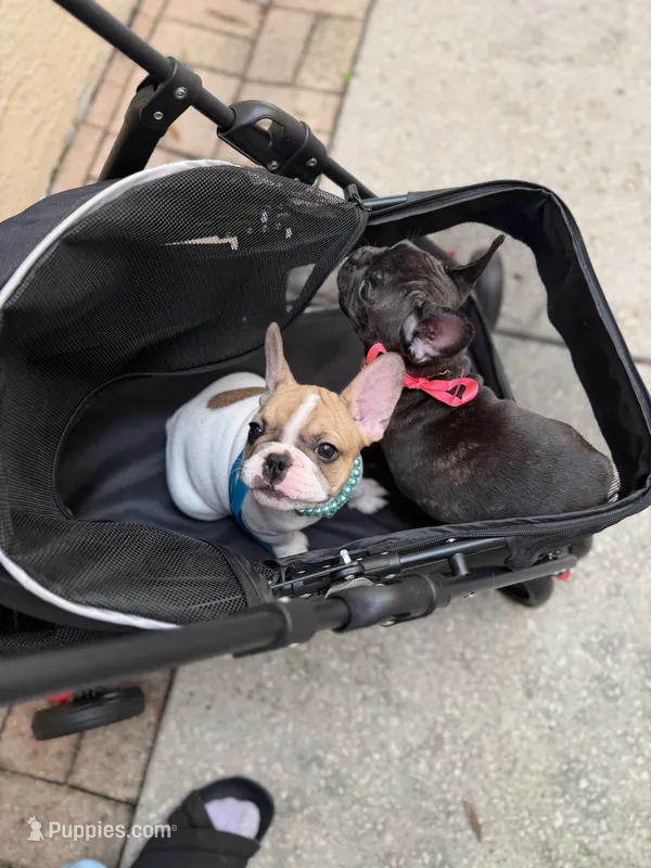 Rocky – French Bulldog puppy for sale in Tampa, FL