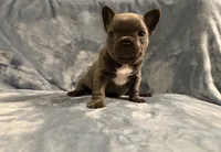Gemma, a female French Bulldog for sale in Wesley Chapel, FL – 4 of 6