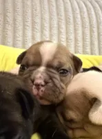 Cowboy, a male French Bulldog for sale in Tampa, FL – 4 of 4