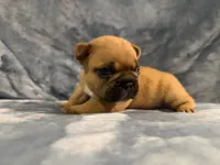 Ranger, a male French Bulldog for sale in Wesley Chapel, FL – 2 of 5