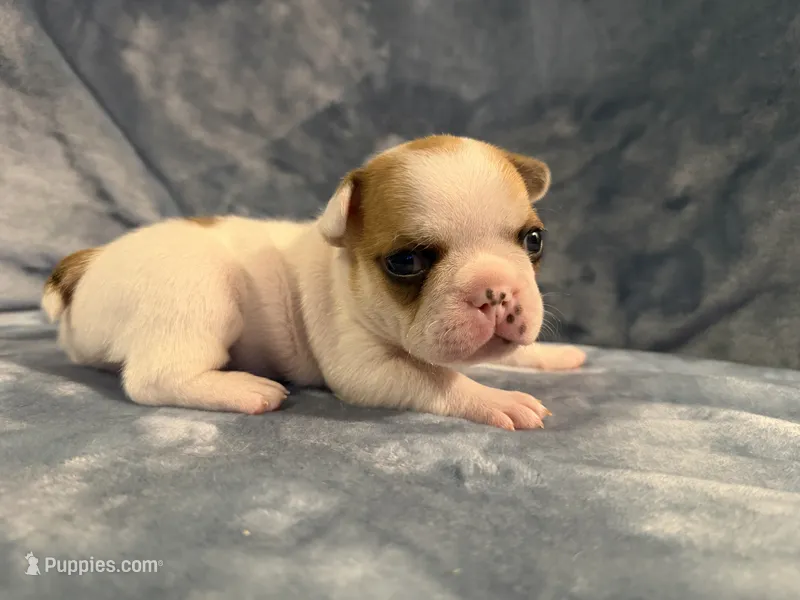 Patches – French Bulldog puppy for sale in Wesley Chapel, FL