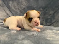 Patches, a male French Bulldog for sale in Wesley Chapel, FL – 1 of 10