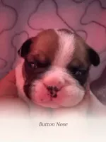 Rocky, a male French Bulldog for sale in Tampa, FL – 2 of 7