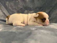 Patches, a male French Bulldog for sale in Wesley Chapel, FL – 3 of 10