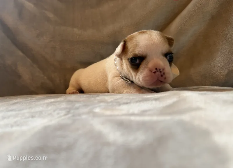 Patches – French Bulldog puppy for sale in Tampa, FL