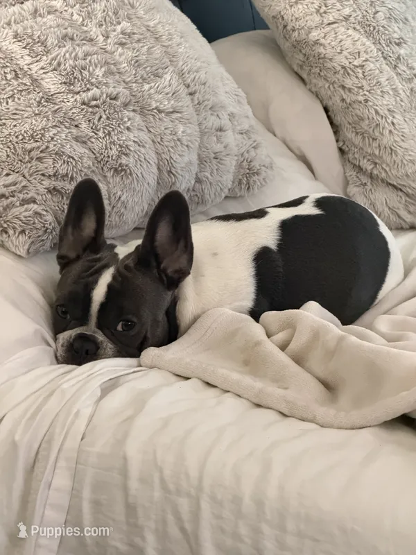 Stratus – French Bulldog puppy for sale in Tampa, FL