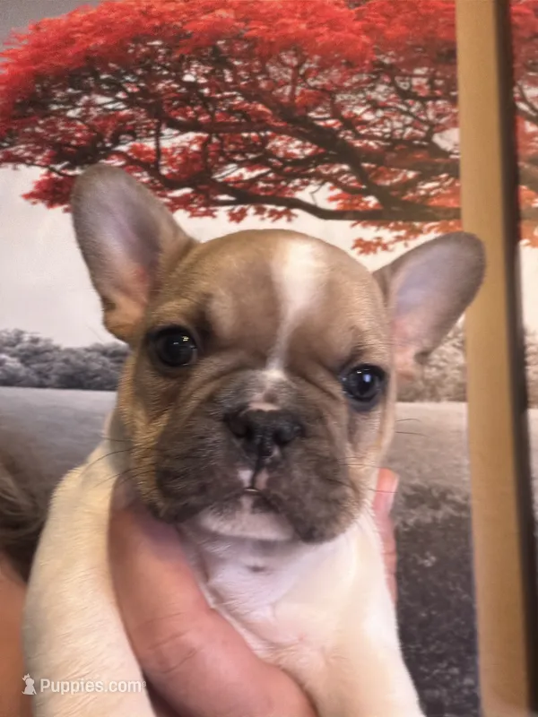 Cowboy – French Bulldog puppy for sale in Tampa, FL
