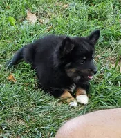 Raven, a female Pomeranian and Miniature Australian Shepherd for sale in Kansas City, MO – 3 of 9