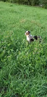 Puma, a male Pomeranian and Miniature Australian Shepherd for sale in Kansas City, MO – 9 of 10