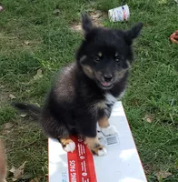 Raven, a female Pomeranian and Miniature Australian Shepherd for sale in Kansas City, MO – 6 of 9