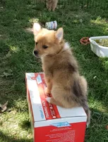 Tiger, a female Pomeranian and Miniature Australian Shepherd for sale in Kansas City, MO – 8 of 10