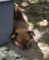 Bear, a male Pomeranian and Miniature Australian Shepherd for sale in Kansas City, MO – 4 of 9