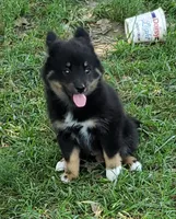 Raven, a female Pomeranian and Miniature Australian Shepherd for sale in Kansas City, MO – 5 of 9