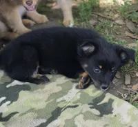 Panther, a female Pomeranian and Miniature Australian Shepherd for sale in Kansas City, MO – 3 of 9