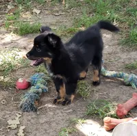 Panther, a female Pomeranian and Miniature Australian Shepherd for sale in Kansas City, MO – 5 of 9
