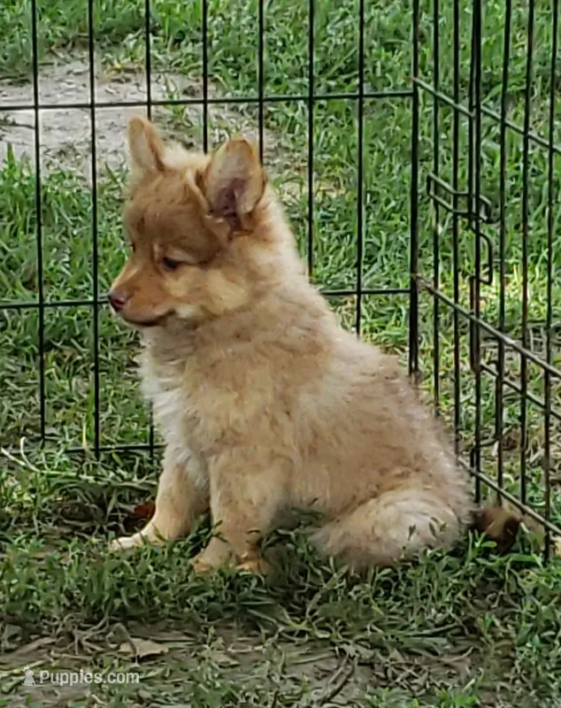 Puma – Pomeranian, Miniature Australian Shepherd puppy for sale in Kansas City, MO