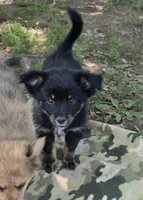 Panther, a female Pomeranian and Miniature Australian Shepherd for sale in Kansas City, MO – 4 of 9