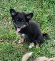 Raven, a female Pomeranian and Miniature Australian Shepherd for sale in Kansas City, MO – 4 of 9