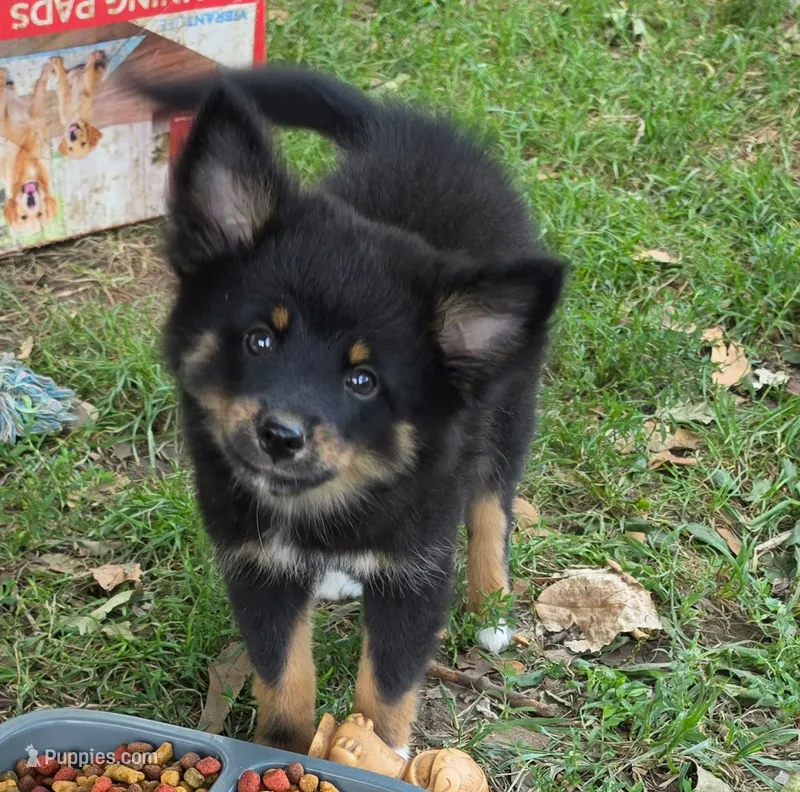 Raven – Pomeranian, Miniature Australian Shepherd puppy for sale in Kansas City, MO