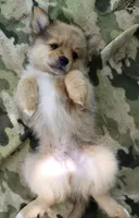 Jaguar, a male Pomeranian and Miniature Australian Shepherd for sale in Kansas City, MO – 6 of 10