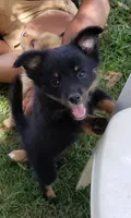 Panther, a female Pomeranian and Miniature Australian Shepherd for sale in Kansas City, MO – 2 of 9