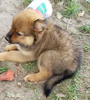 Bear, a male Pomeranian and Miniature Australian Shepherd for sale in Kansas City, MO – 3 of 9