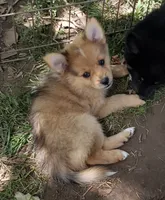 Tiger, a female Pomeranian and Miniature Australian Shepherd for sale in Kansas City, MO – 2 of 10
