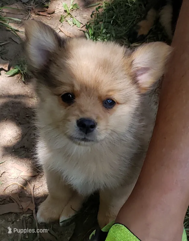 Jaguar – Pomeranian, Miniature Australian Shepherd puppy for sale in Kansas City, MO