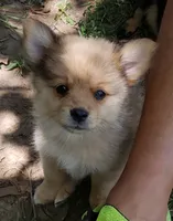 Jaguar, a male Pomeranian and Miniature Australian Shepherd for sale in Kansas City, MO – 1 of 10